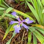 Iris brevicaulis Flower
