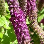 Teucrium hircanicum Flower