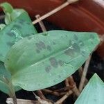 Tinantia pringlei Leaf