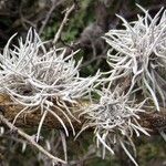 Tillandsia recurvata Habit