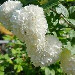 Viburnum macrocephalumBlomst