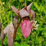 Serapias lingua Flor