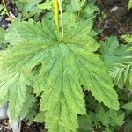 Ribes magellanicum Hoja
