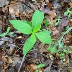 Oclemena acuminata Blad