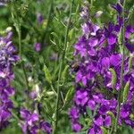 Delphinium ajacis Fruit