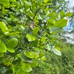 Strychnos henningsii Blatt