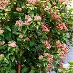 Viburnum rugosum ശീലം