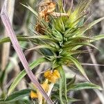 Barleria eranthemoides 葉