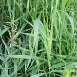 Hordeum murinum Feuille