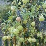 Cardiospermum halicacabum Fruit