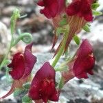 Linaria aeruginea Кветка