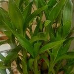 Dracaena fragransLeht