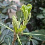 Pittosporum heterophyllum Other