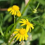 Senecio madagascariensis Flor