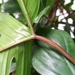 Philodendron pedatum Лист