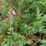 Solanum triflorum পাতা