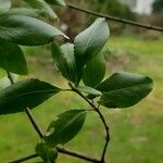 Catha edulis Φύλλο