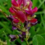 Alysicarpus vaginalis Flower