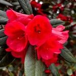 Rhododendron haematodes Blüte