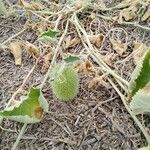 Cucumis dipsaceus Leaf