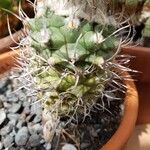 Turbinicarpus lophophoroides Blatt