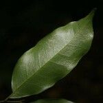 Hirtella bicornis 葉