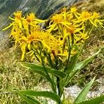 Senecio hercynicus Flower