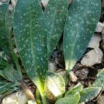 Pulmonaria longifoliaLeaf