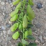 Baptisia australis Blad