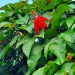 Passiflora vitifolia Blomma