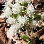 Petasites albusFiore