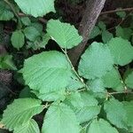 Corylus cornuta List