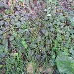 Equisetum arvense Arall