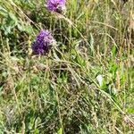 Centaurea scabiosa花