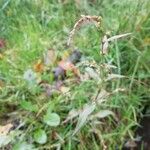 Persicaria hydropiper Kvet
