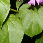 Cydista heterophylla Лист