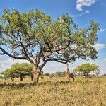 Kigelia africana Kabuk