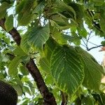 Prunus sargentii Лист