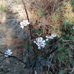 Iberis linifolia Flower