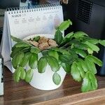 Schlumbergera bridgesii Fulla