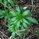 Daphne laureola Blad