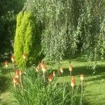 Kniphofia uvaria Blomst