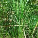 Equisetum fluviatile পাতা