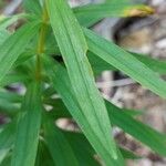 Polygonatum verticillatum Deilen