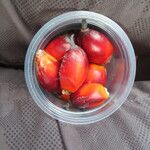 Elaeis guineensis Fruit