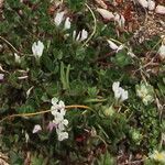 Trifolium subterraneum Flor