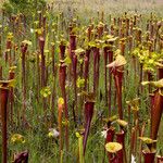 Sarracenia flava Habitatea