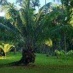 Elaeis oleifera Hoja