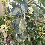 Brassica oleracea برگ