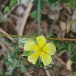 Helianthemum salicifolium 花